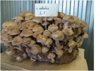 Мицелий гриба шиитаки