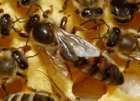 Пчеломатки и пчелопакеты Карника
