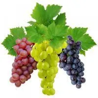 Саженцы винограда Прелесть