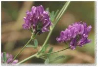 Люцерна посевная (Medicago sativa)