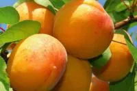 Саженцы абрикоса Полеский Крупноплодный
