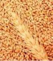 Семена пшеницы озимой Славная