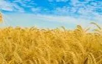 Семена пшеницы озимой Эпоха