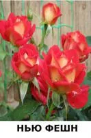 Саженцы розы Нью Фешн