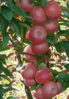Саженцы яблони Джин (КВ-5)