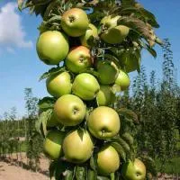 Саженцы яблони Болеро ( КВ-101)