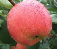 Саженцы яблони Росавка