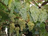 Саженцы винограда Белое Чудо