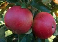 Саженцы яблони Лиголь