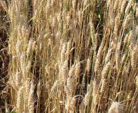 Семена пшеницы озимой Колос Мироновщины