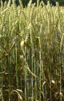 Семена пшеницы озимой Кубус