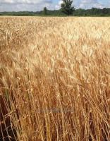 Семена пшеницы озимой Пилипивка