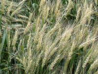 Семена пшеницы озимой ЗИСК