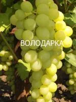 Саженцы винограда Рафинад №2