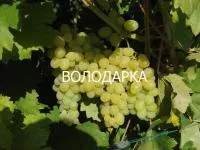 Саженцы винограда Ладанный-2