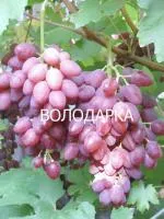 Саженцы винограда К-ш Лучистый