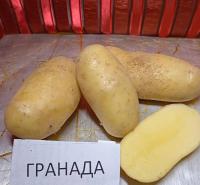 Насіннєва картопля Гранада, I репродукція